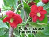SCHISANDRA SCHISANDRA