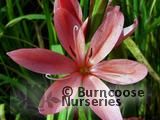 SCHIZOSTYLIS coccinea 'Fenland Daybreak' 