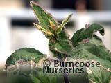 SCROPHULARIA SCROPHULARIA