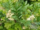 SORBUS reducta SORBUS reducta