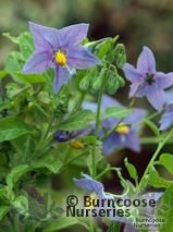 SOLANUM crispum 'Glasnevin'  