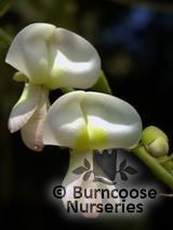 SOPHORA japonica  