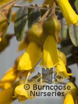 SOPHORA macrocarpa SOPHORA macrocarpa
