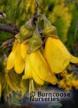 SOPHORA tetraptera SOPHORA tetraptera