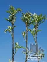 SORBUS aucuparia 'Aspleniifolia' 