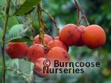 SORBUS aucuparia 'Edulis' 