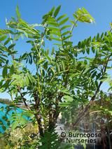 SORBUS cashmiriana  