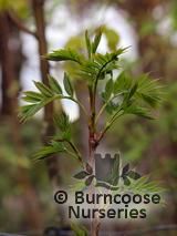 SORBUS commixta  