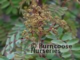 SORBUS forrestii SORBUS forrestii