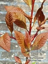 SORBUS megalocarpa SORBUS megalocarpa