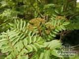 SORBUS 'Pearly King' SORBUS 'Pearly King'