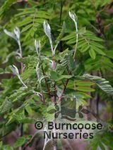 SORBUS x thuringiaca 'Fastigiata'  