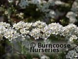 SPIRAEA 'Arguta'  