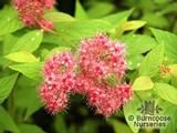SPIRAEA SPIRAEA