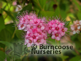 SPIRAEA japonica 'Little Princess' 