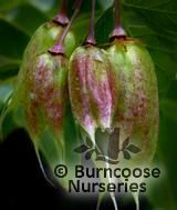 STAPHYLEA bolanderi  