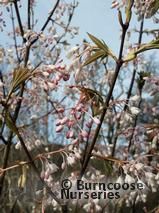 STAPHYLEA   