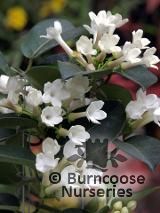 STEPHANOTIS floribunda STEPHANOTIS floribunda