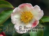 STEWARTIA STEWARTIA