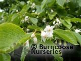STYRAX STYRAX