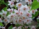 STYRAX japonicus 'Pink Chimes' STYRAX japonicus 'Pink Chimes'