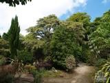 STYRAX japonicus  