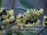 SYCOPSIS sinensis  