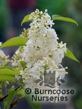 SYRINGA vulgaris 'Primrose' SYRINGA vulgaris 'Primrose'