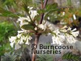 SYRINGA pinnatilfolia SYRINGA pinnatilfolia