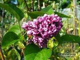 SYRINGA vulgaris 'Charles Joly' 