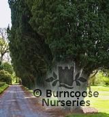 TAXUS baccata 'Fastigiata' TAXUS baccata 'Fastigiata'