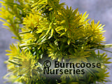 TAXUS baccata 'Fastigiata' 'Aureomarginata'