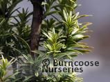 TAXUS baccata 'Ivory Tower' 