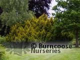 TAXUS baccata 'Semperaurea' TAXUS baccata 'Semperaurea'