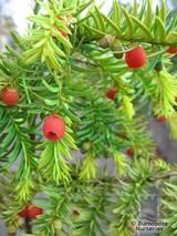 TAXUS   