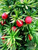 TAXUS baccata 'Standishii' TAXUS baccata 'Standishii'