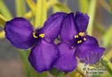 TRADESCANTIA 'Blue 'n' Gold' TRADESCANTIA 'Blue 'n' Gold'