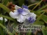 TRADESCANTIA 'Osprey'  