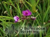 TRADESCANTIA 'Satin Doll' TRADESCANTIA 'Satin Doll'