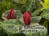 TRILLIUM cuneatum TRILLIUM cuneatum
