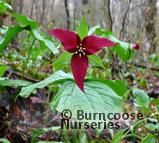 TRILLIUM erectum TRILLIUM erectum
