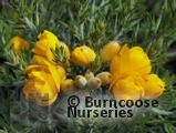 ULEX europaeus 'Flore Pleno' ULEX europaeus 'Flore Pleno'