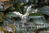 VACCINIUM donaldianum VACCINIUM donaldianum