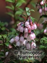 VACCINIUM floribundum VACCINIUM floribundum
