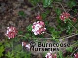 VIBURNUM carlesii 'Aurora' VIBURNUM carlesii 'Aurora'