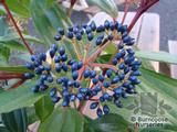 VIBURNUM davidii VIBURNUM davidii