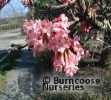 VIBURNUM fragrans  