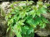 VIBURNUM opulus 'Nanum' 