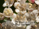 VIBURNUM tinus 'Eve Price' VIBURNUM tinus 'Eve Price'