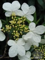VIBURNUM plicatum 'Watanabe' VIBURNUM plicatum 'Watanabe'